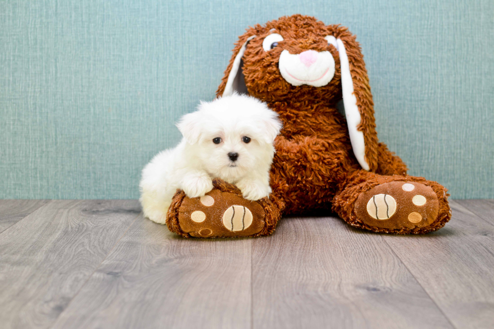 Playful Maltese Purebred Pup