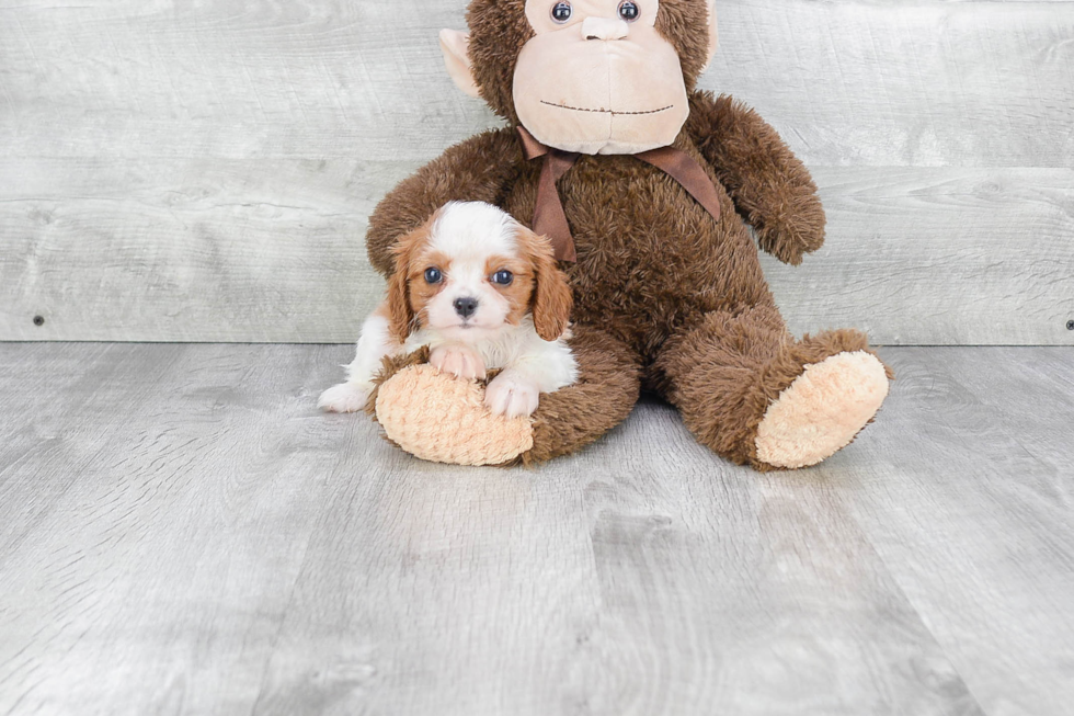 Cavalier King Charles Spaniel Pup Being Cute