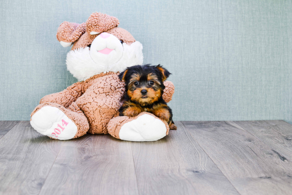 Meet Twinkle - our Yorkshire Terrier Puppy Photo 