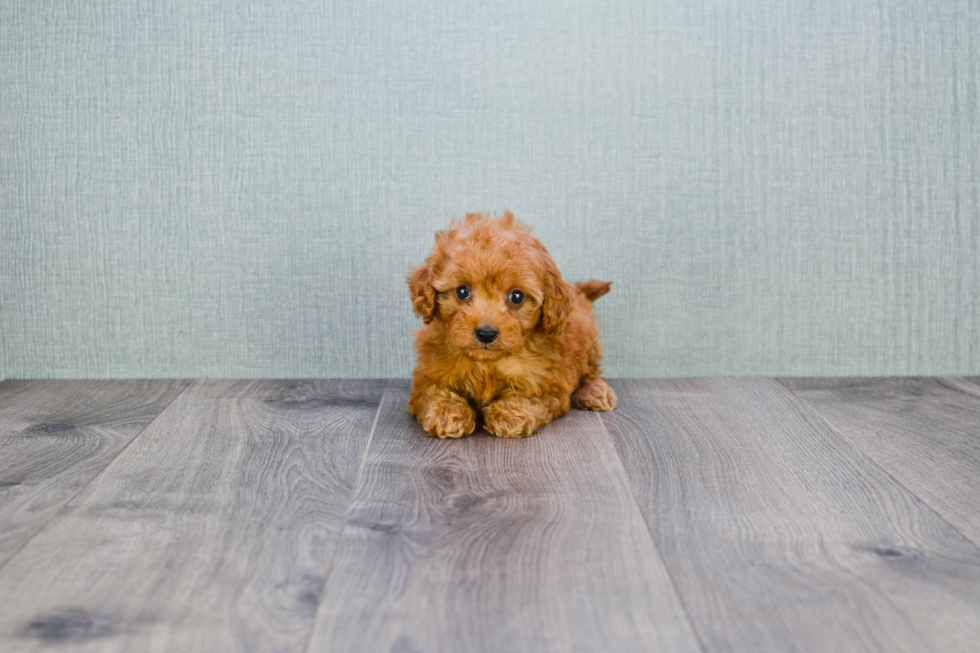 Petite Cavapoo Poodle Mix Pup