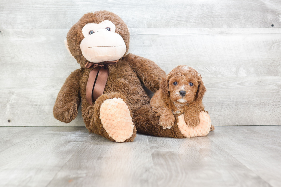 Fluffy Cavapoo Poodle Mix Pup