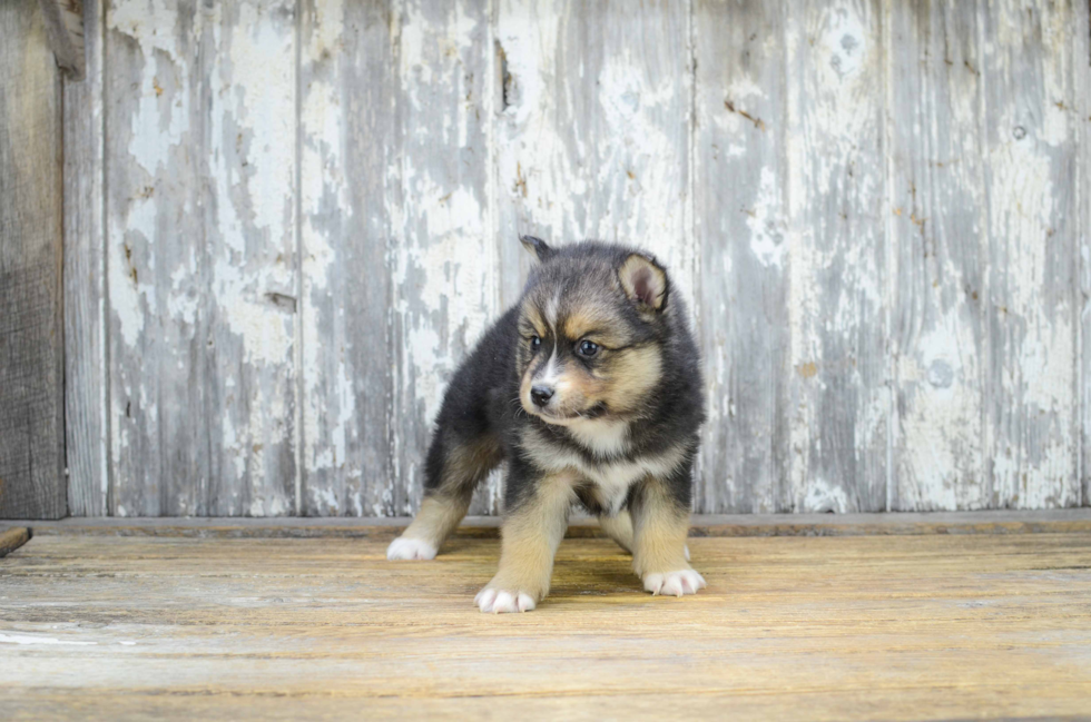 Pomsky Pup Being Cute