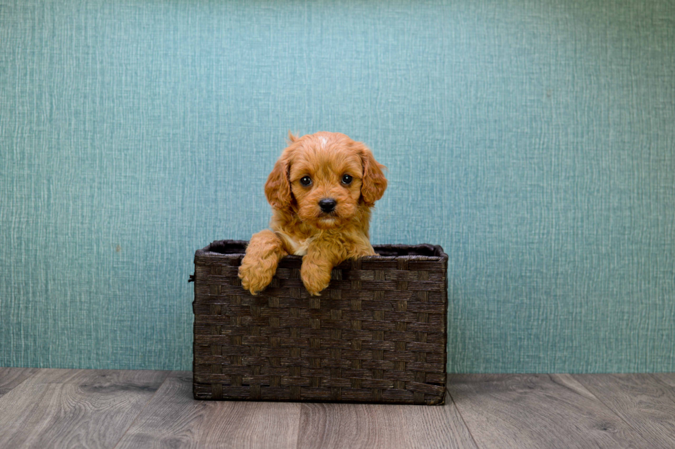 Best Cavapoo Baby