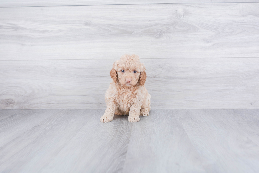 Fluffy Mini Goldendoodle Poodle Mix Pup