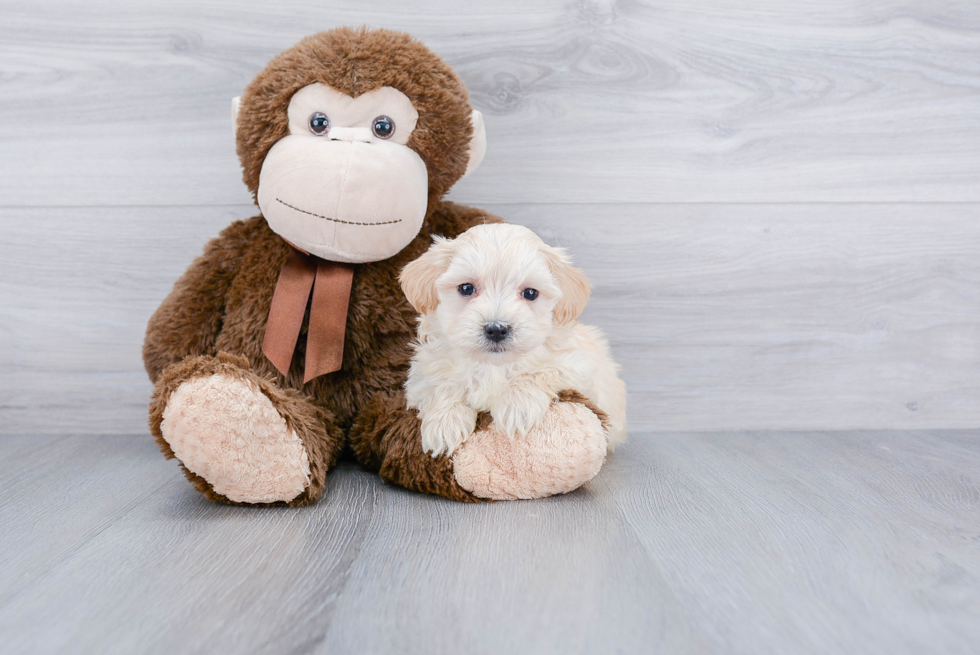 Adorable Maltepoo Poodle Mix Puppy