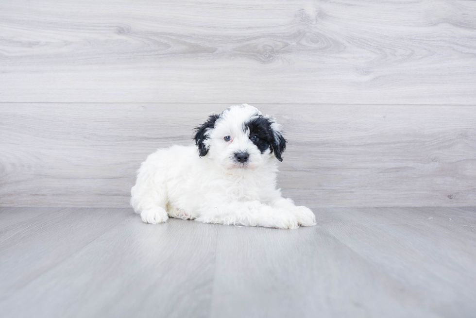 Small Mini Sheepadoodle Baby