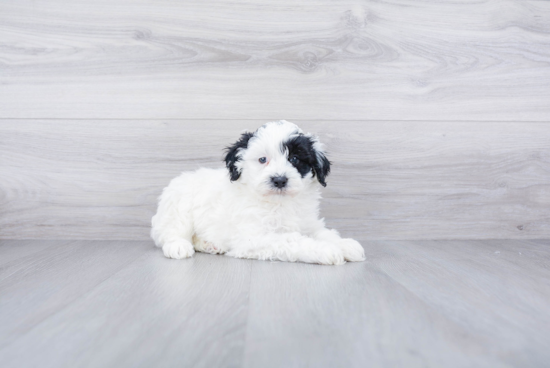 Small Mini Sheepadoodle Baby