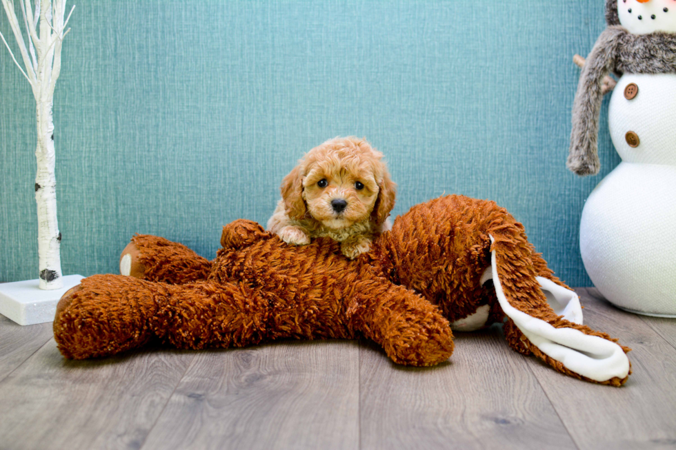 Energetic Cavoodle Poodle Mix Puppy