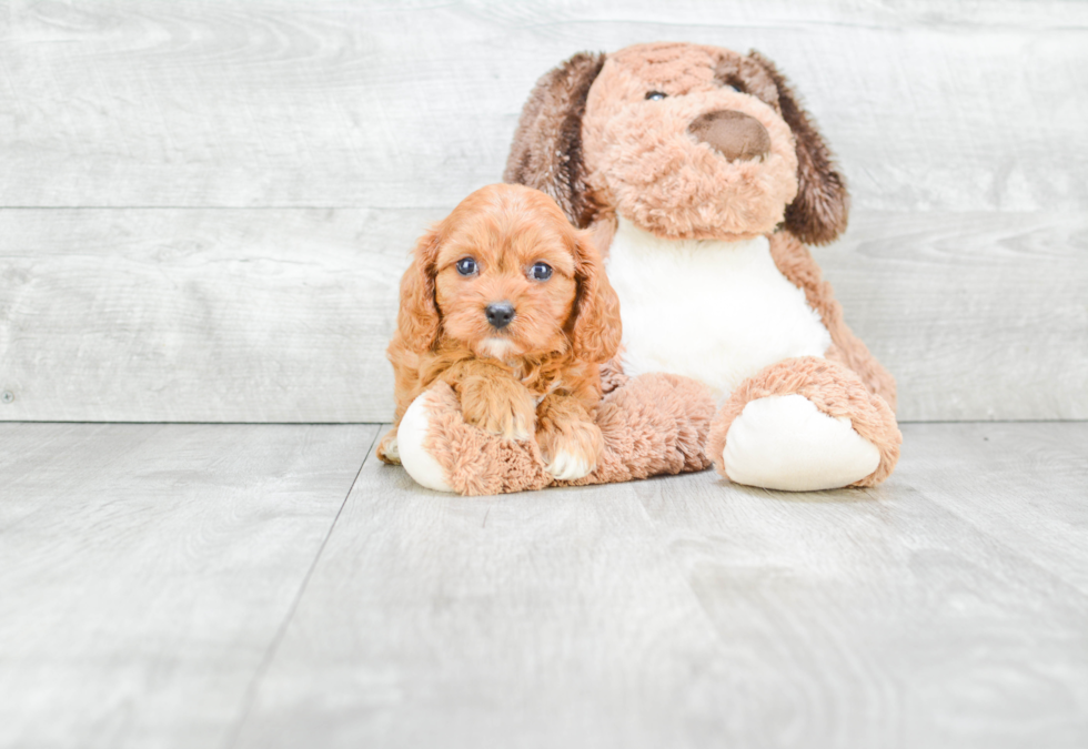 Energetic Cavoodle Poodle Mix Puppy