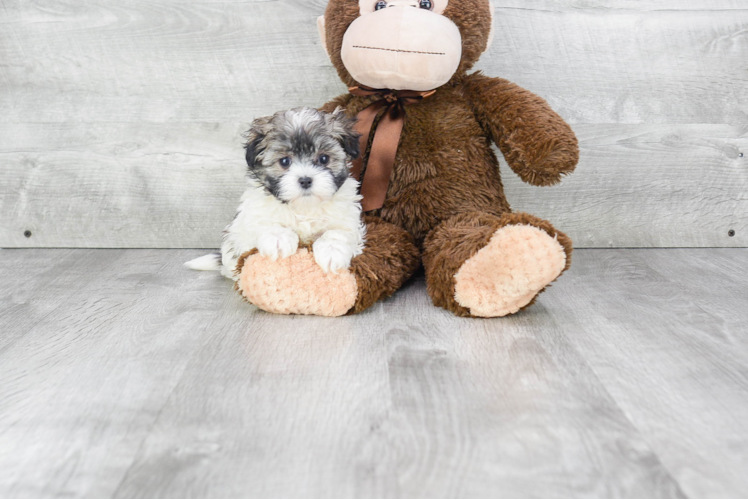 Fluffy Maltipoo Poodle Mix Pup