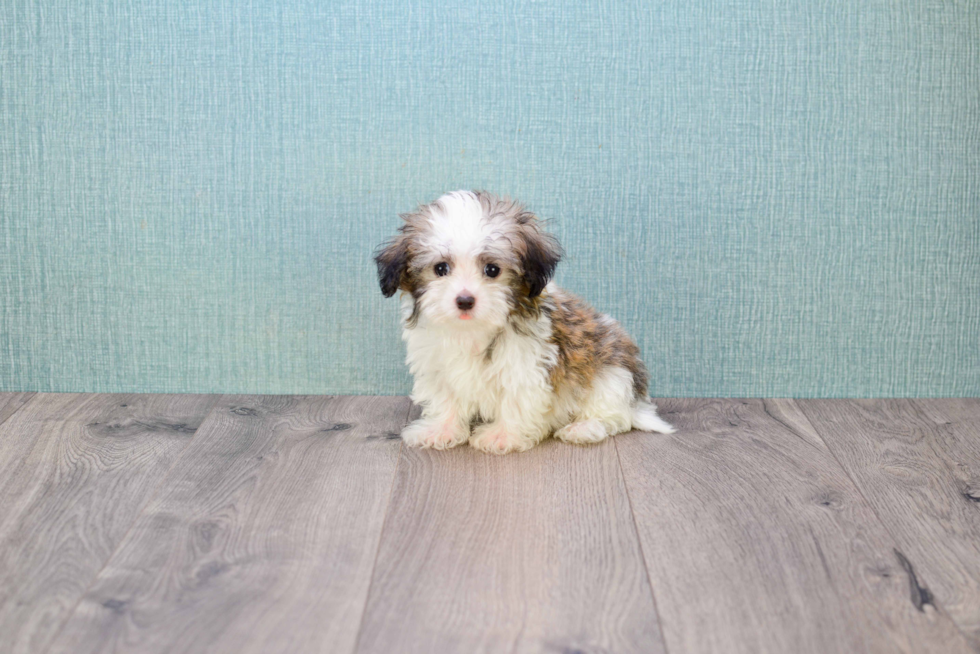 Havanese Pup Being Cute