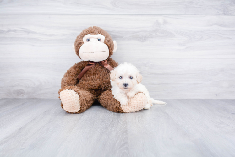 Happy Maltipoo Baby