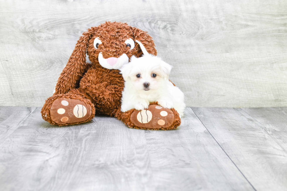 Sweet Maltipoo Baby