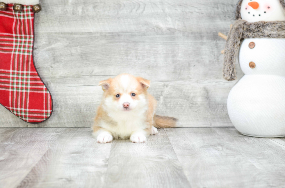 Smart Pomsky Designer Pup