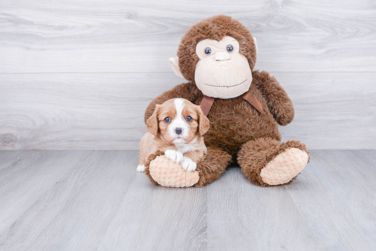 Cavalier King Charles Spaniel Puppy for Adoption