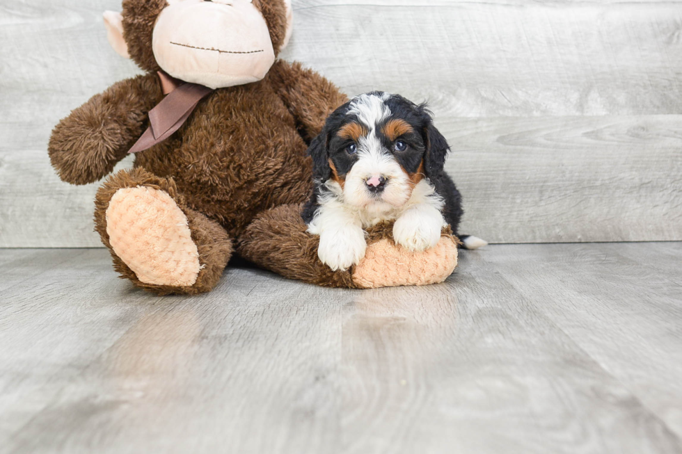 Mini Bernedoodle Pup Being Cute