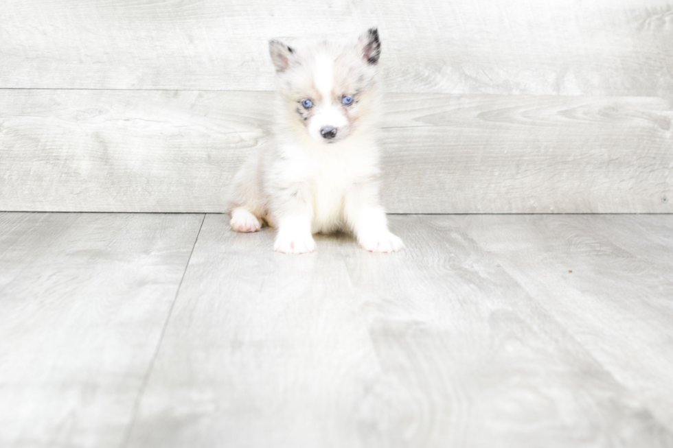 Pomsky Puppy for Adoption