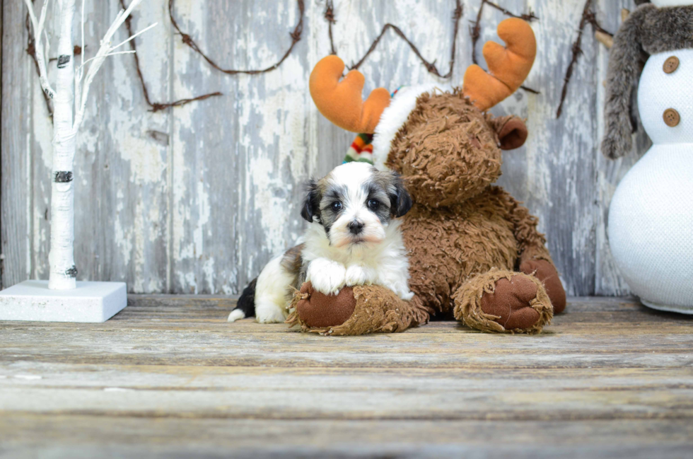 Akc Registered Havanese Purebred Pup