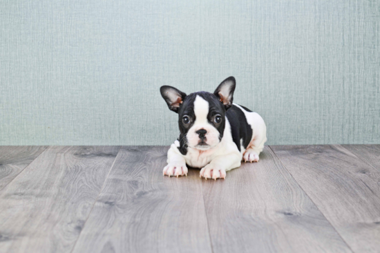 Best French Bulldog Baby