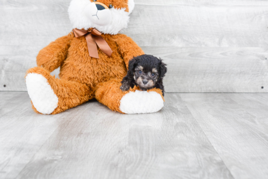 Energetic Aussiepoo Poodle Mix Puppy