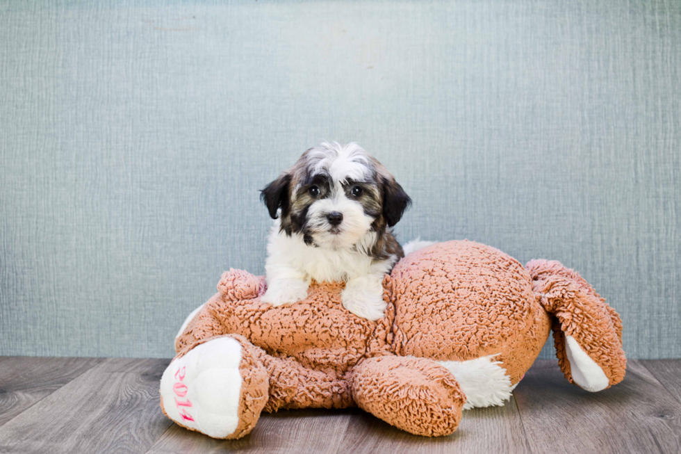 Havanese Puppy for Adoption