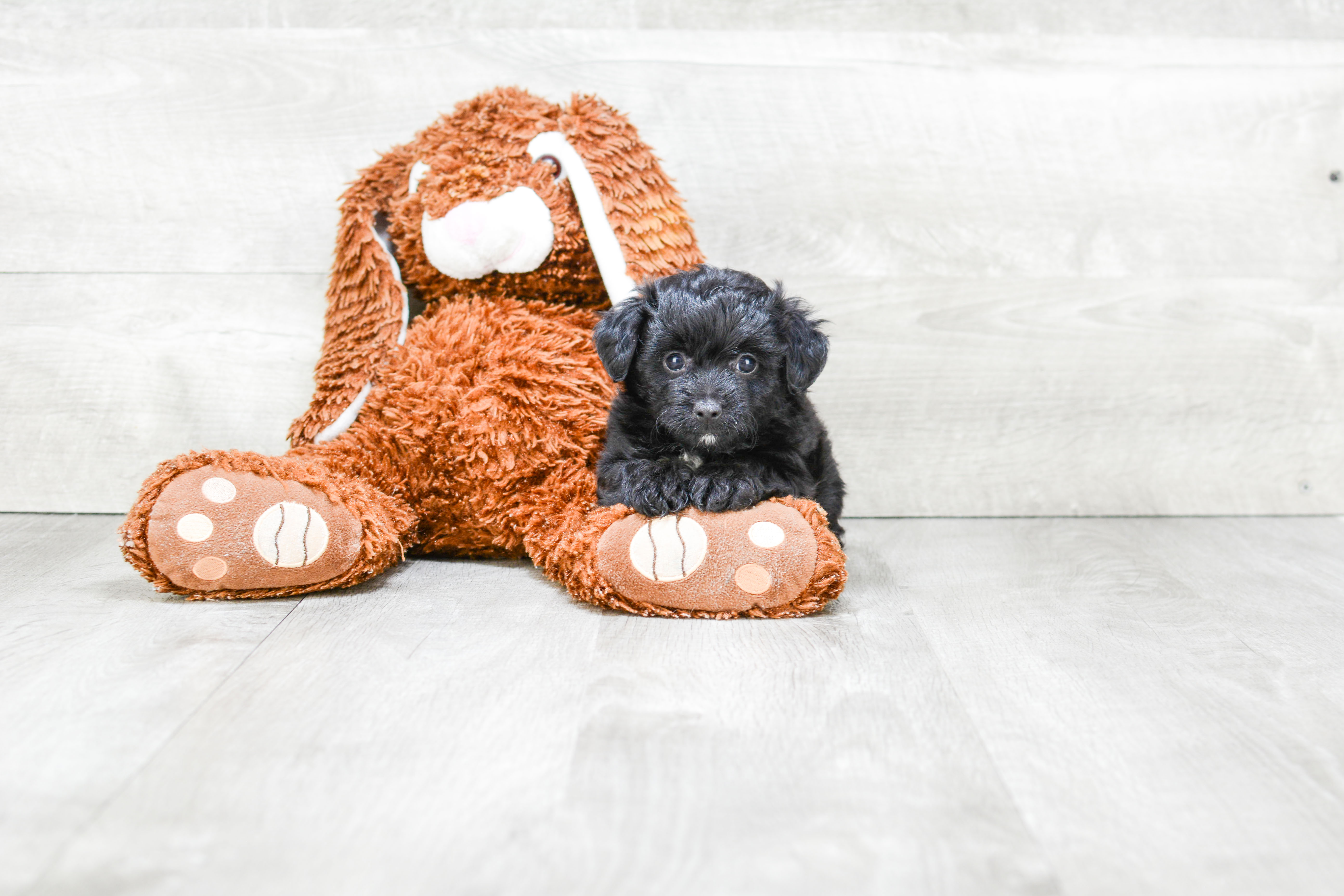 Little Aussiepoo Poodle Mix Puppy