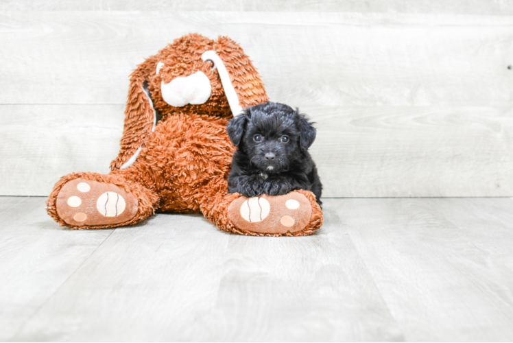 Little Aussiepoo Poodle Mix Puppy