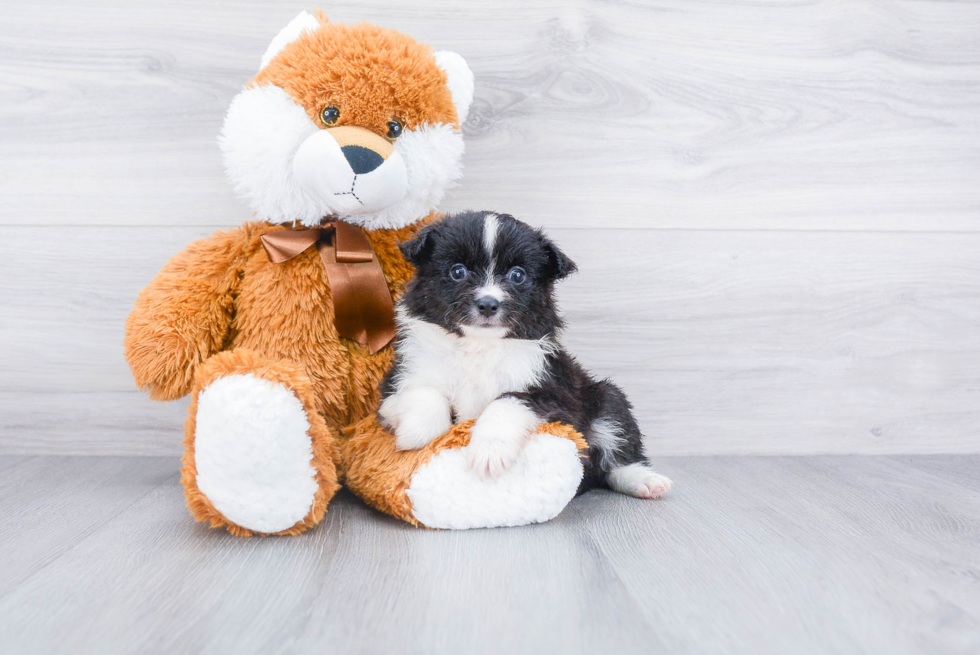 Cute Aussie Pom Mix Puppy