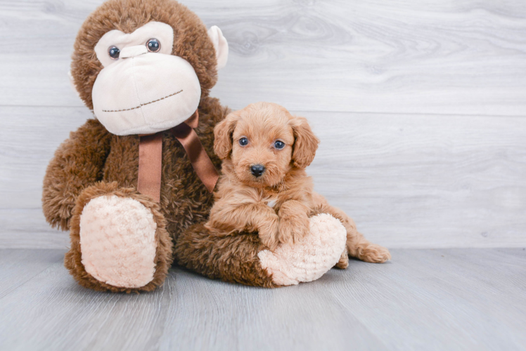 Friendly Mini Goldendoodle Baby