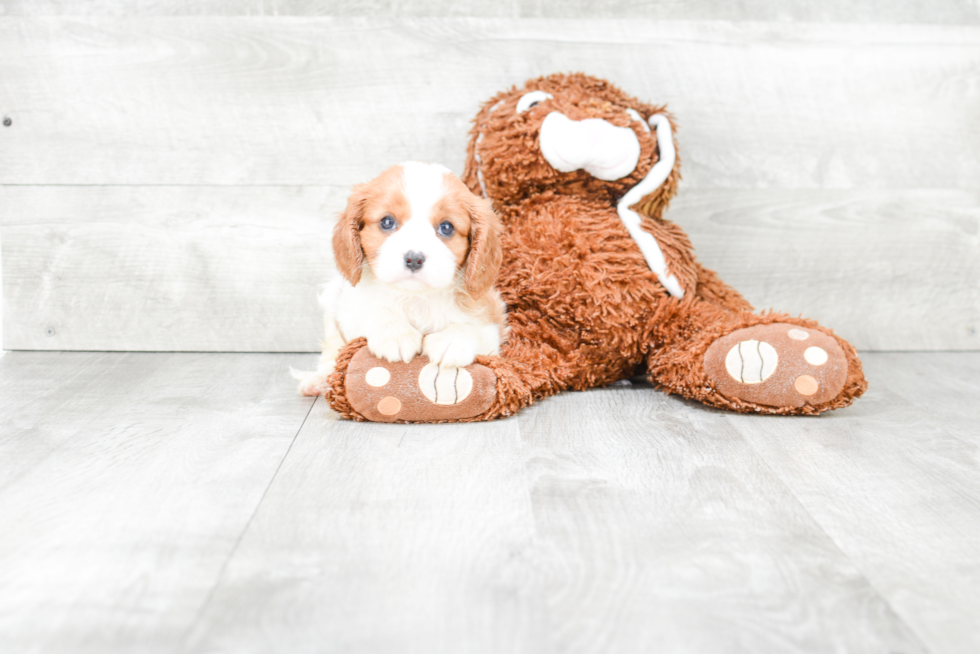 Sweet Cavalier King Charles Spaniel Purebred Puppy