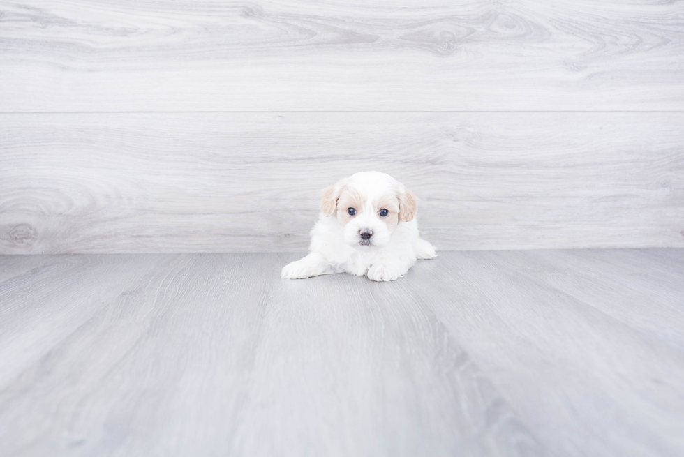 Little Maltepoo Poodle Mix Puppy