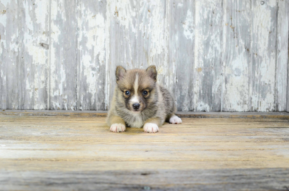 Pomsky Puppy for Adoption