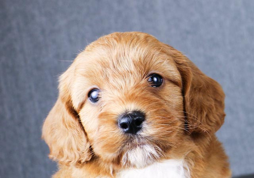 Cute Cavapoo Baby