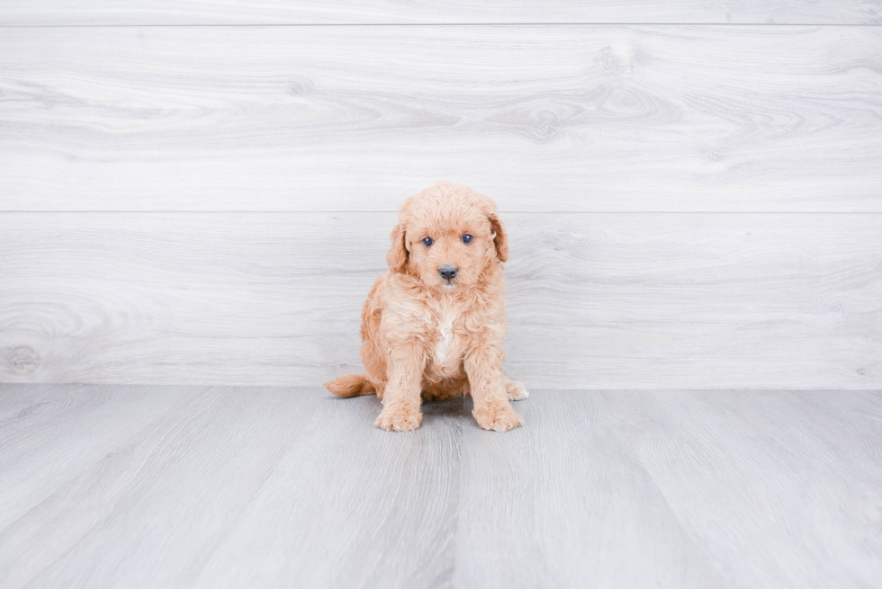 Smart Mini Goldendoodle Poodle Mix Pup