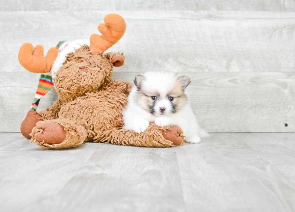 Friendly Pomeranian Purebred Pup