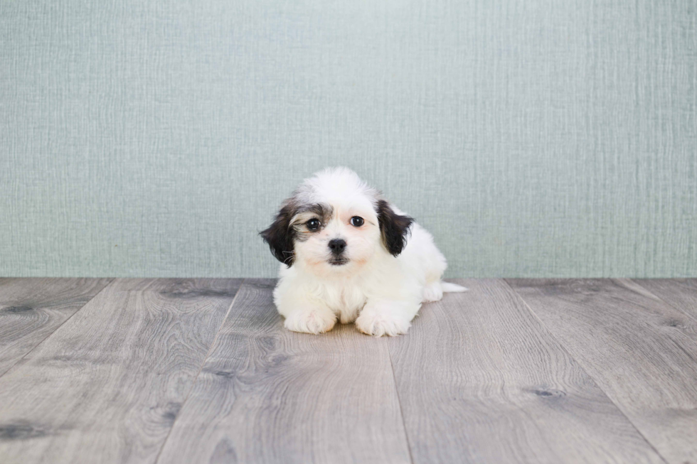 Teddy Bear Pup Being Cute