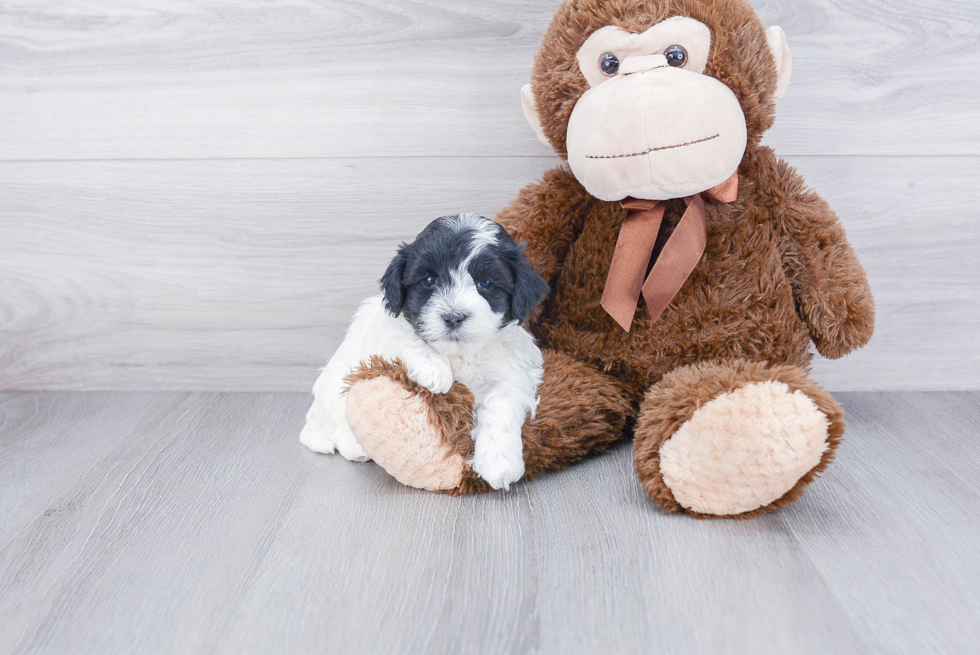 Maltipoo Pup Being Cute