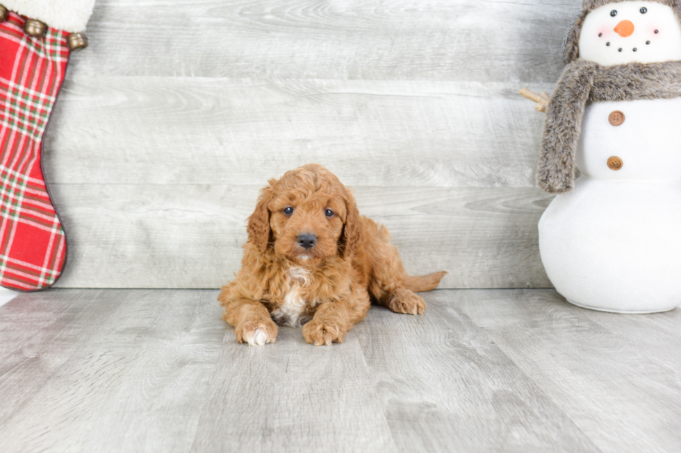 Sweet Mini Goldendoodle Baby