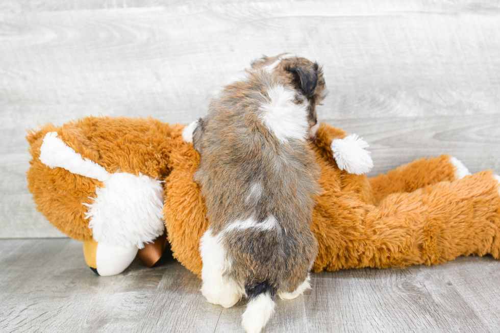 Friendly Havanese Purebred Pup