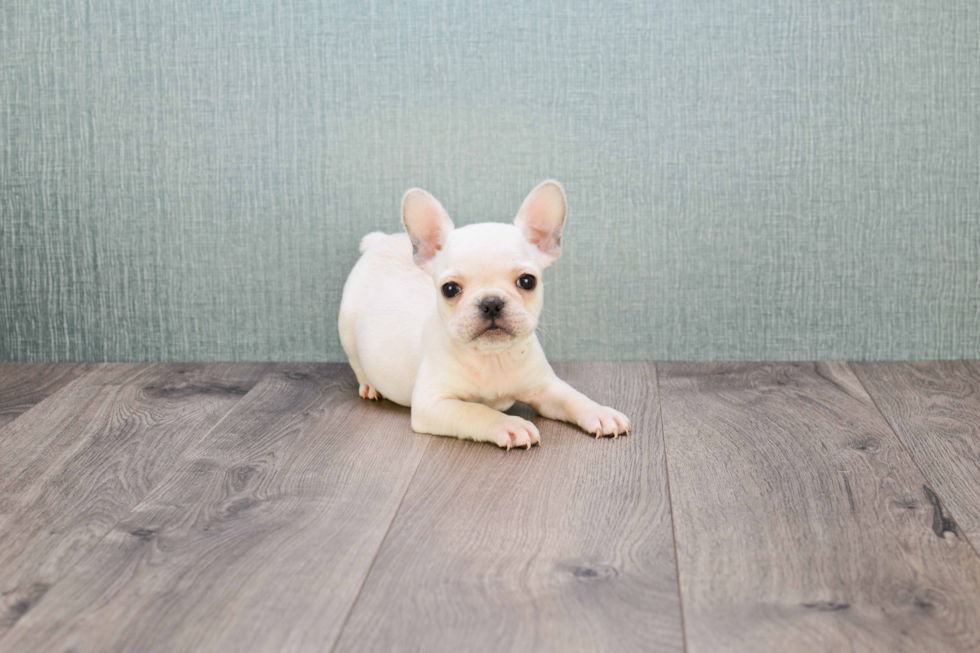 French Bulldog Pup Being Cute