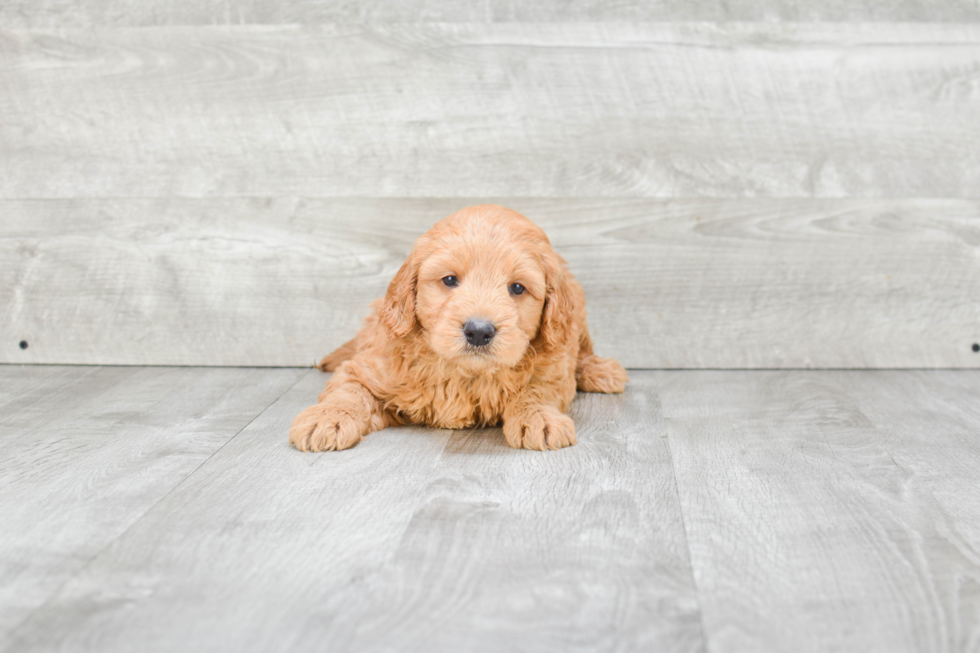 Cute Mini Goldendoodle Baby