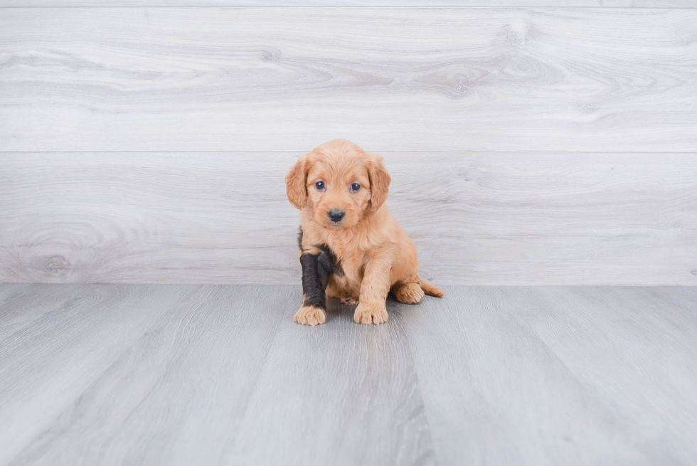 Mini Goldendoodle Pup Being Cute