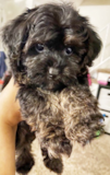 Cute Yorkie Poo Poodle Mix Pup