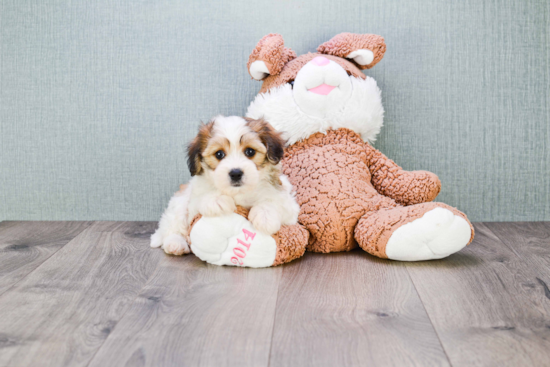 Best Cavachon Baby