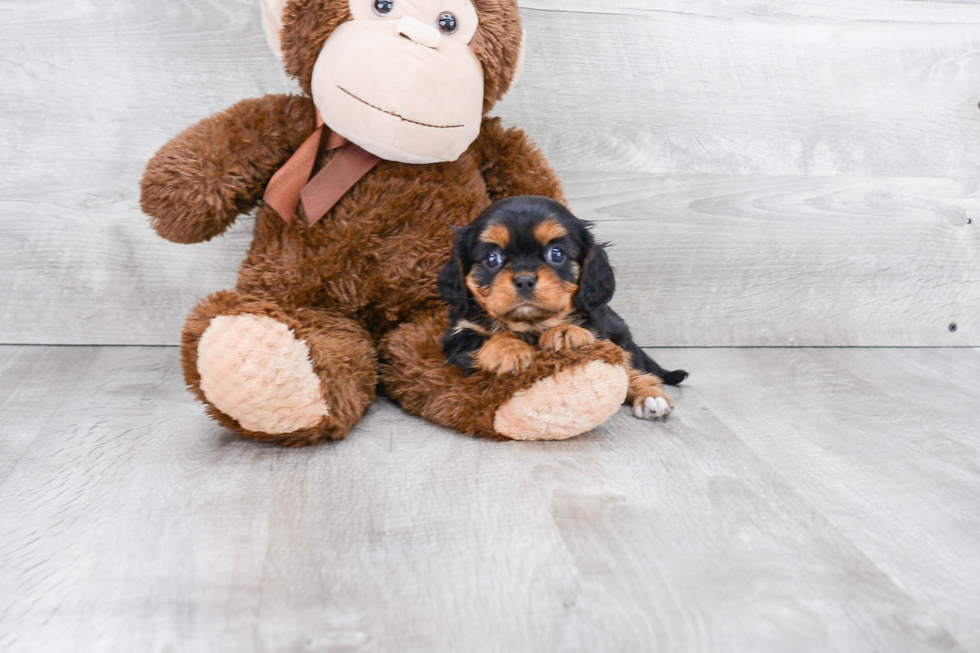 Adorable Cavalier King Charles Spaniel Purebred Puppy