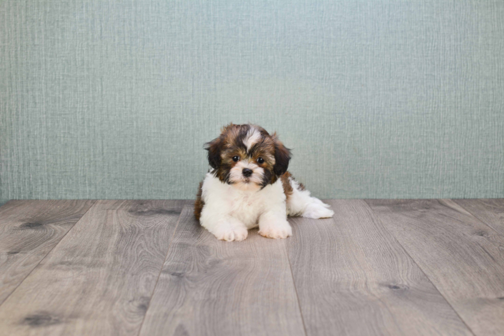 Teddy Bear Pup Being Cute