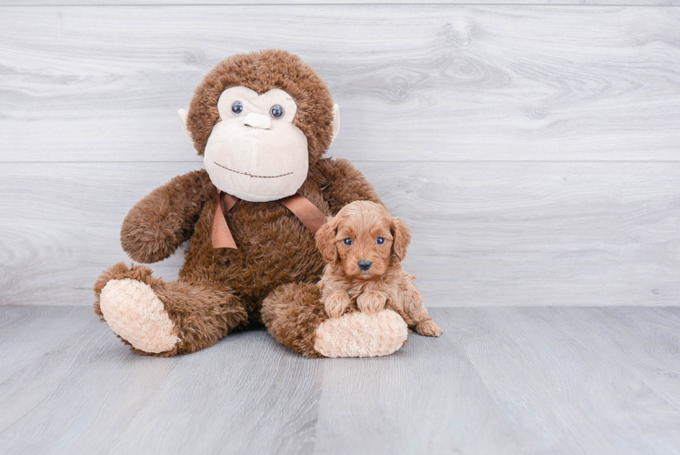 Smart Cavapoo Poodle Mix Pup