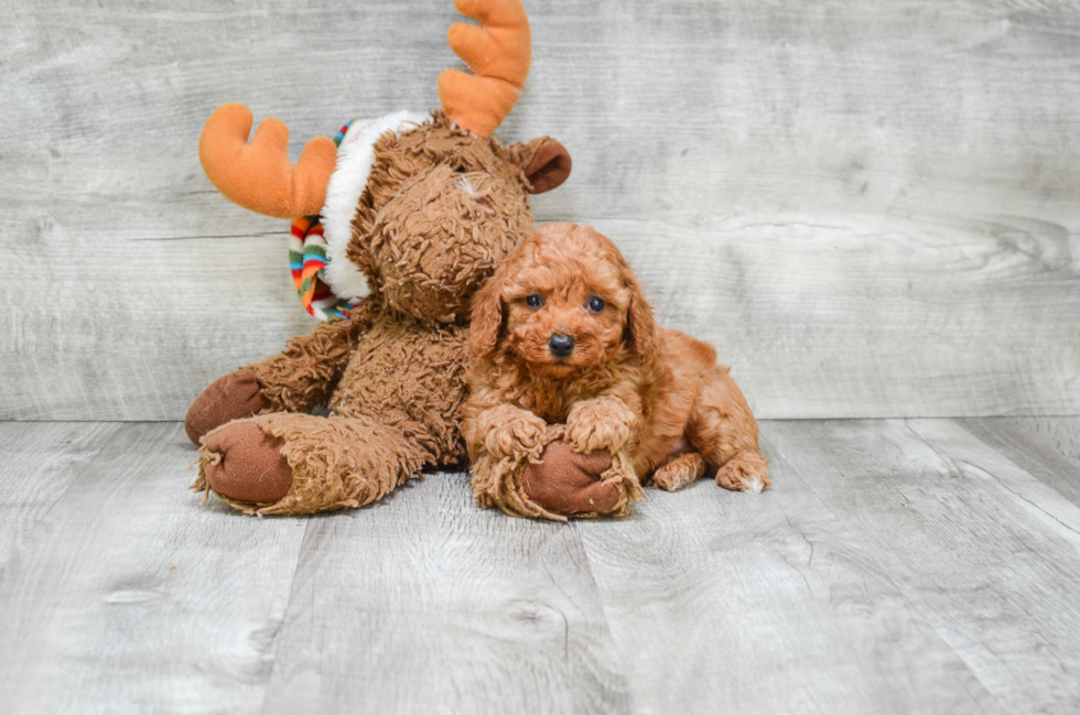 Hypoallergenic Cavoodle Poodle Mix Puppy