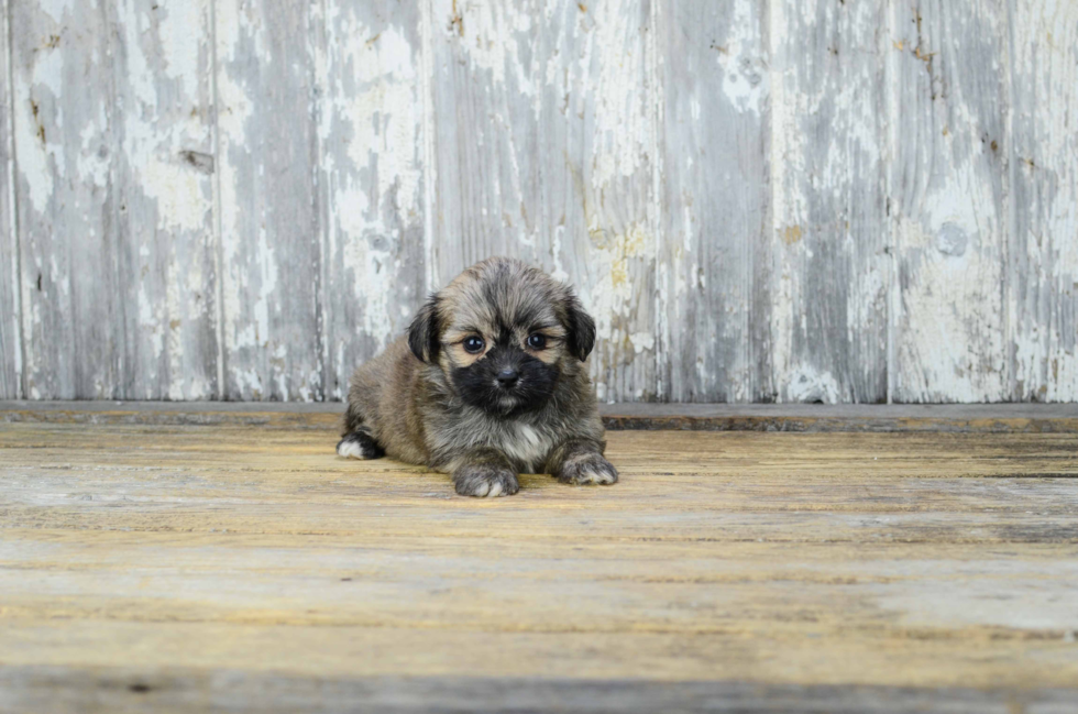 Hypoallergenic Yorkie Designer Puppy