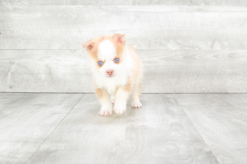 Petite Pomsky Designer Pup